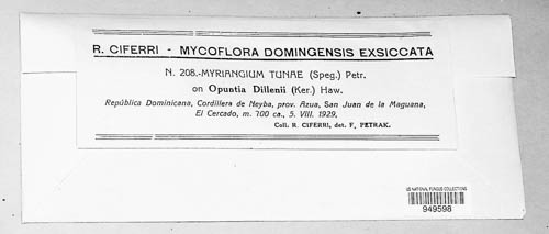Myriangium tunae image